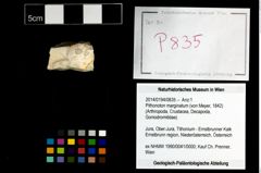 Foto (Objekt + Etikett) von Pithonoton marginatum (von Meyer, 1842)  (NHMW-GEO-2014-0194-0835)
